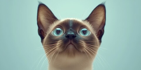 Adorable Siamese Cat with Beautiful Blue Eyes Curiously Gazing Upwards in a Studio Setting, Close-Up