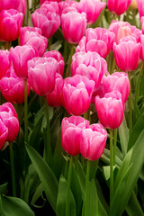 Fototapeta premium Close-up of pink tulips field flowerbed background