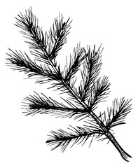 Hand drawn line art illustration of a pine branch depicting natural foliage for holiday and seasonal design