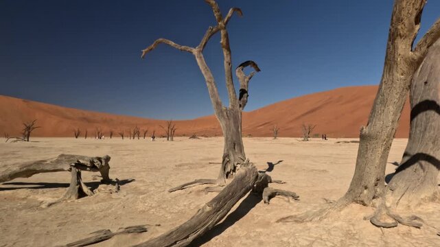 Dry trees in desert crater area at Deadvlei in Sossusvlei territory - Namibian world famous desert - African nature wonder with unique wild landscape in Namibia near South Africa