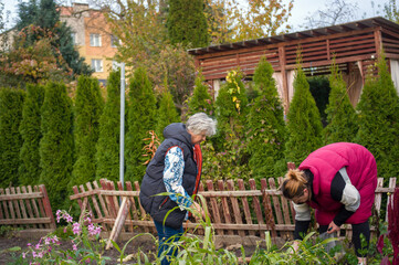 Dwie kobiety mama i córka pracujące wspólnie w ogrodzie. © Monika
