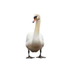 Fototapeta premium Elegant swan standing gracefully on a transparent background 