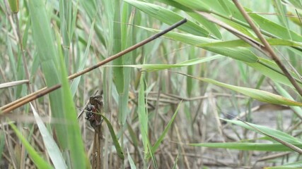 Suncheon Jeollanamdo South Korea July 05 2024 Red-clawed crab climbing a reed stalk and feeding on leaves in the salt marsh