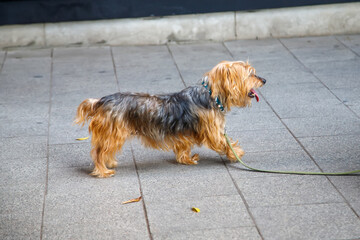 yorkshire terrier sitting on the floor