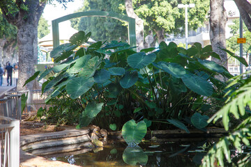 waterfall in the park