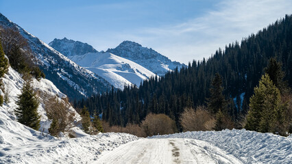 a dense spruce forest in a mountain gorge. winter in the mountains