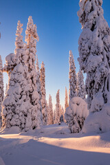 winter landscape with trees