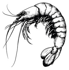 Hand drawn line art illustration of a shrimp depicting a detailed marine creature for seafood branding