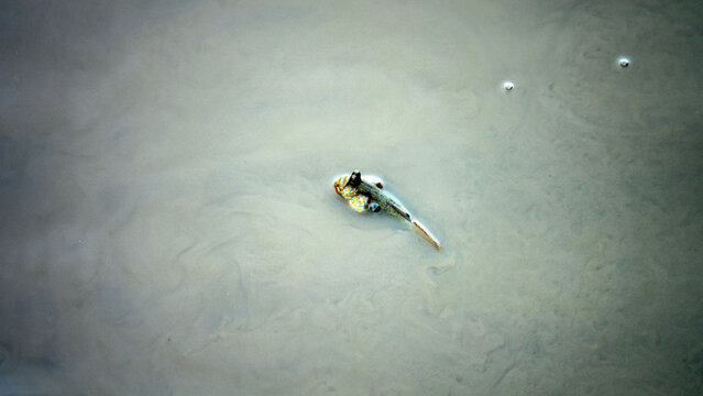 Exotic animals. Mudskipper, walking goby (Periophthalmus) fish feed in the mud after low tide. Mangrove forest. Java Island, But there are no mangroves and fish live right in city of Surabaya.
