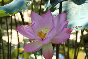 Beautiful lotus flowers, close-up shot.