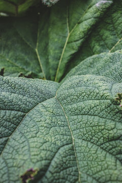 Giant Gunnera leaves showing dramatic bumpy pebbled texture close-up