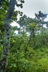 Obraz premium Landscapes of the mountains and oak forests. The Mongolian oak (Quercus mongolica) tree covers all the slopes in the east of the Sikhote Alin Mountains. The coast of the Sea of Japan