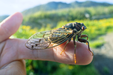 Mountain cicada (Cicadetta montana, male) (Cicadidae, Hemiptera) on slopes of seaside forest hills. Sakhalin, Far eastern population. Shrilling was venerated by ancient Greeks, but detested by Virgil