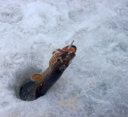 Winter fishing. Pike is hooked with pike trap. Fisherman to fish out trophy from ice hole against background of snowy river bank with thickets of reeds and willows