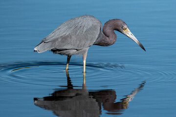 Little Blue Heron Wading in Calm Blue Water with Reflection