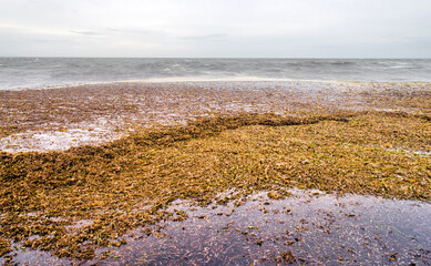 Autumn alluvium of marine eelgrass (Zostera). The litoral zone of coast of the Sea of Japan, Sakhalin