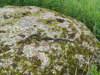 Adder (Vipera berus), black morph. Snake basks on erratic boulder in spring. Abundance of black vipers on Karelian Peninsula (Gulf of Finland) because exit of Baltic crystalline shield