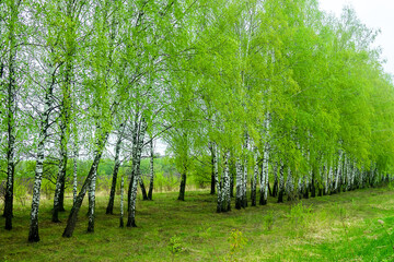 Birch grove in spring with young green foliage. Central Russia, forest-steppe zone. Weeping birch; white birch (Betula pendula, B. verrucosa)