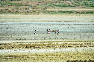 Ducks at the bottom of a dried-up salt lake. A flock of shelducks (Tadorna tadorna) on salty marches (salina)