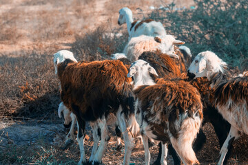 Arabian brown goats in the desert. Oman