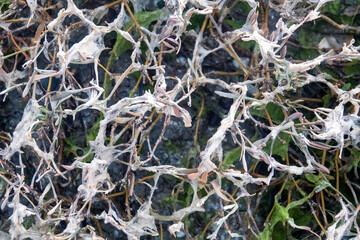 Drying green algae hung in the bushes after the storm. Phenomena and rare forms (forms of composition )