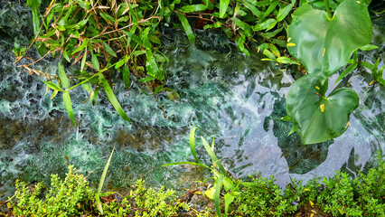 Bacterial colonies Forest stream with mold fungi, soft rot at bottom. Rainforest Malaysia on surface of reservoir in tropical city. Eutrophication of urban waters, urban ecology. Indonesia