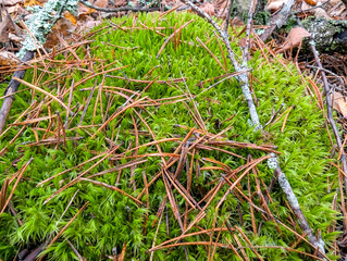 Green moss massive landscape - textured gray natural background. Field surface of bushes detailed meadow. Array of fairy tale.