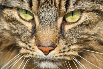 Intense Green-Eyed Tabby Cat Close-Up Portrait
