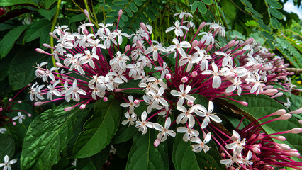 Philippine glorybower (Clerodendrum quadriloculare) surroundings of a tropical village forest edges, parks and gardens, adornment plant on the island of Borneo invasive species. Malaysia