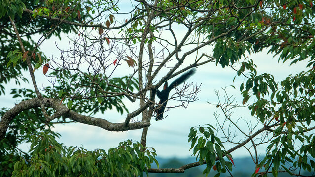 Layardi squirrel (Funambulus layardi) black morph jumps through the branches in a tropical forest. Borneo