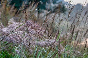 Obraz premium Morning dew on grass and plants in a field during sunrise in a rural area