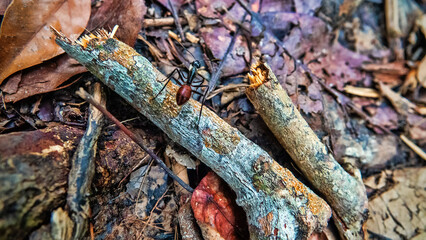 A large solitary nomadic ant (black with red belly) in the tropical mountain forest of Borneo Island, monsoon season