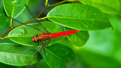 Yellow Dragonfly on Rhizophora tree from Borneo Island, Mangroves, tropical rain forest. January