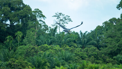 Lesser adjutant stork, adjutant (Leptoptilos javanicus) tropical wetland habitats. Borneo