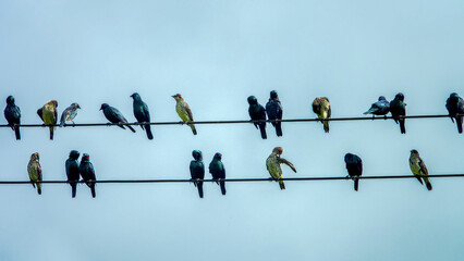 Asian glossy starlings (Aplonis panayensis strigata, ad, juv) rest and clean the feathers on this tree and on the electrical wiring. Borneo island moist lowland forest