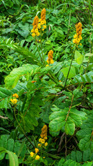 Roman candle, emperor's candlesticks (Senna alata) in the tropical rain forest of Borneo island. invasive species in Austronesia, ornamental and medicinal value, fungicidal properties