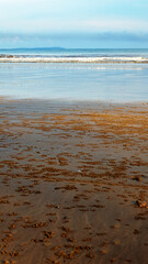 On seashore Sand bubbler crab Dotilla myctiroides digging hole eat sandy-silty soil, digest organic matter, excreta sand forms in balls, piled up, tide wash away balls. South China Sea. Borneo Island