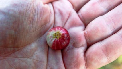 Cattley guava (Psidium cattleianum, Myrtaceae) fruit, invasive plant ( agricultural damage) introduced in tropical rainforest on Borneo, rainy season. Eats as skin and juicy interior, soft and tasty