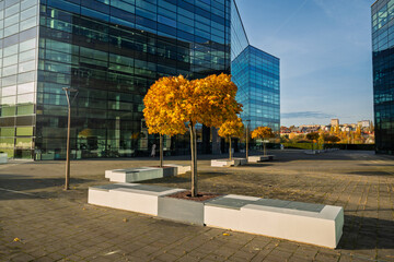 autumn colours on ornamental trees in the courtyard of a modern office building