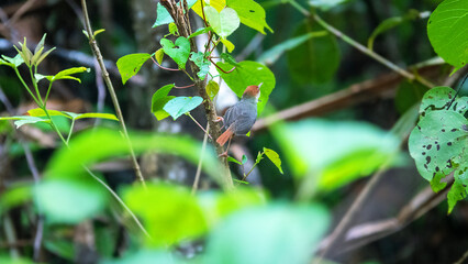 rufous tailed tailorbird (Orthotomus sutorius) from Old World warbler in the rainforests of Borneo island. Malaysia. A bird sews a nest of fresh leaves in mangrove forest.