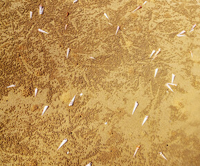 Sea snail Turritella terebra and a lot of balls made by crabs Dotilla myctiroides in the sandy shallow waters of the South China Sea at low tide. Borneo Island