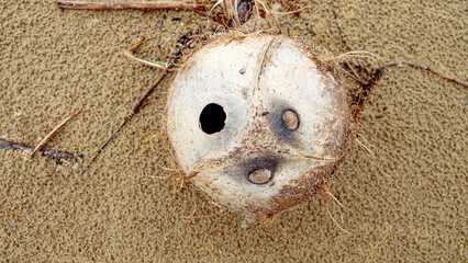Coconuts fall into the sea and drift for a long time, and then they are washed ashore . Borneo Island
