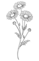 Wild Chamomile Flower Branch Line Art Illustration. Elegant wild chamomile flower branch with buds and leaves in minimal line art style. Hand drawn botanical Vector illustration