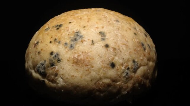 Mold come alive in mesmerizing time-lapse video of a bread decaying over time.
