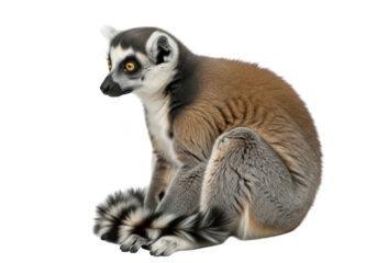 A ring-tailed lemur sitting curled up isolated on transparent background