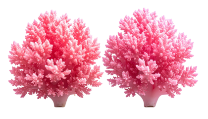 Two vibrant pink coral formations, digitally isolated on a black background, close-up
