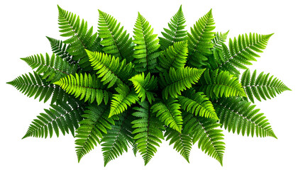 Overhead view of a vibrant, healthy fern plant with lush green fronds on a black background