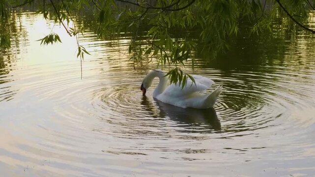 A graceful and majestic white Mute swan (Cygnus olor) is captured in close-up footage, actively feeding among the foliage of a willow tree on the tranquil waters of the Ros River in Ukraine.