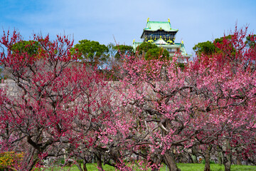 快晴の大阪城の梅林（2025年）5