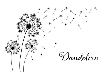 Vector illustration of dandelion time. White Beautiful realistic Dandelion seeds blowing in the wind. The wind inflates a dandelion isolated in editable blue sky background.